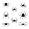 Black Spiders on White Background