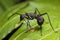 Black Spiky Ant