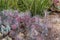 Black-Spined Prickly Pear Cacti in the Arizona desert