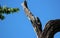 Black spinny-tailed iguana taking a sun bath on top of a dead tree