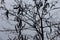 Black spiny branches of Styphnolobium japonicum with dry pods against grey sky