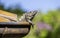 Black spiny iguana hanging out on roof