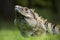 Black spiny-tailed iguana from Costa Rica