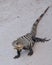 Black spiny-tailed Iguana in Cozumel Mexico