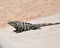 Black spiny-tailed Iguana in Cozumel Mexico