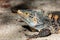 Black spiny-tailed iguana, Ctenosaura similis, Manuel Antonio National Park, Costa Rica wildlife