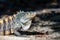 Black spiny-tailed iguana, Ctenosaura similis, Manuel Antonio National Park, Costa Rica wildlife