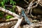 Black spiny-tailed iguana, Ctenosaura similis, Manuel Antonio National Park, Costa Rica wildlife