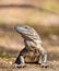 Black spiny-tailed iguana Ctenosaura similis, National Park Carara, Costa Rica wildlife