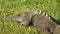 Black Spiny-tailed Iguana in the grass