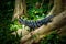 Black spiny-tailed iguana standing on a tree and looking up in the forest