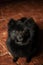 black spitz dog domestic cute photo portrait