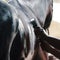 Black sport horse being washed with hose in summer in stable.