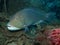 Black Spot Tuskfish - Choerodon schoenlein