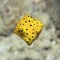 Black-spotted boxfish