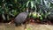 Black spotted guinea fowl walks in tropical park. Exotic bird in a wildlife