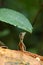 The black-spotted kangaroo lizard or black-patched kangaroo lizard Otocryptis nigristigma on the stone, portrait.A small green