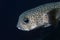 Black spotted porcupinefish