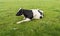 Black spotted ruminating cow lying peacefully in the grass