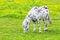 Black spotted white horse grazing in blooming meadow