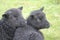 Black spring lambs in an English meadow