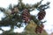 Black spruce - cones