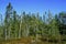 Black Spruce Forest  36532