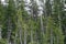 Black spruce found in Girdwood Alaska