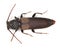 Black spruce long-horn beetle