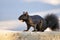 Black Squirrel with Acorn