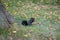 Black Squirrel Central Park