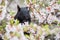 Black Squirrel in Cherry Blossoms
