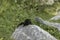 Black squirrel crouched on a rock in Prince`s Island Park