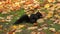 Black Squirrel Eating Acorn