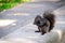 Black squirrel eating a peanut