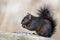 Black Squirrel Eating some Seeds