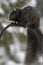 Black Squirrel Hanging on Peanut Feeder