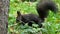 A black squirrel jumps on a green lawn near a tree in slo-mo