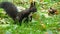 A black squirrel jumps on a green lawn and seeks food in slo-mo
