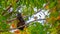 A Black Squirrel Nibbles on Maple Tree Seeds