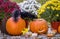 black squirrel peers into the inside of a grinning Halloween pumpkin.