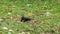 A black squirrel seeking food on a land with rusty leaves