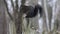 A black squirrel sits on wood stump