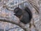 Black Squirrel Sitting on Tree Branch