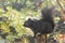 Black squirrel and sparkling droplets