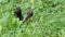 A black squirrel stand up and eats an acorn on a lawn in slo-mo