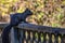 Black Squirrel on a Suburban Fence