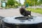 Black squirrel on a trash can in Niagara Falls State Park