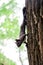 Black squirrel on a tree in the park against the background of green vegetation