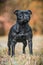 Black Staffordshire Bull Terrier